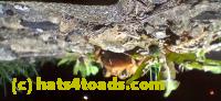 /home//u458753944/public_html/sourcegallery//Roxborough Toad Detour/2025/2025-04-19/20250419_210947.jpg